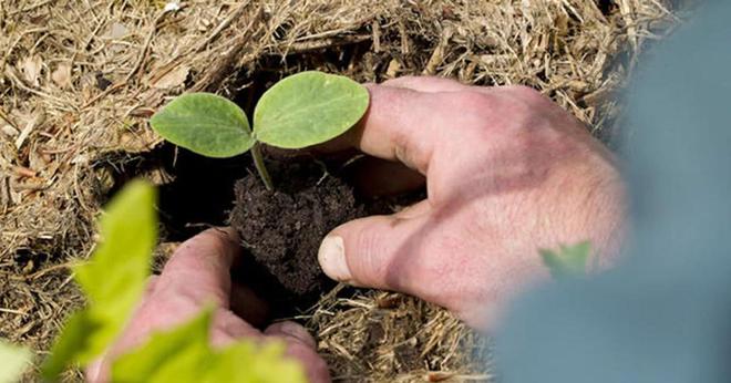 球盟会入口：火葬被替代？新埋葬方式令人难以接受背后原因是什么！(图7)