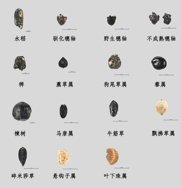 为什么是它们？2024年度全国十大考古新发现今日出炉(图5)