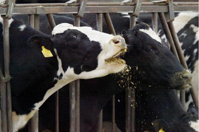 英国开始流行“水葬”：沸水煮遗体4小时彻底融化比火葬更环保(图3)