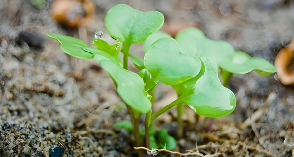 殡葬习俗：新型殡葬-生命终点的创新与变革(图4)