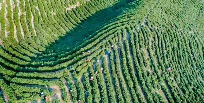 桐城：四维赋能打造乡村振兴新样板(图1)