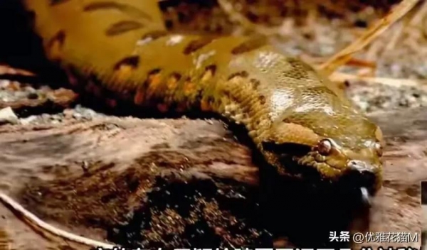 福建一陵园惊现“护墓”巨蟒！预估长度达3米长体重超50斤(图3)