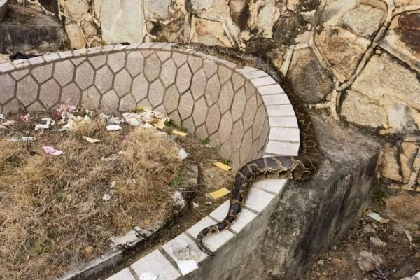 福建一陵园惊现“护墓”巨蟒！预估长度达3米长体重超50斤(图2)