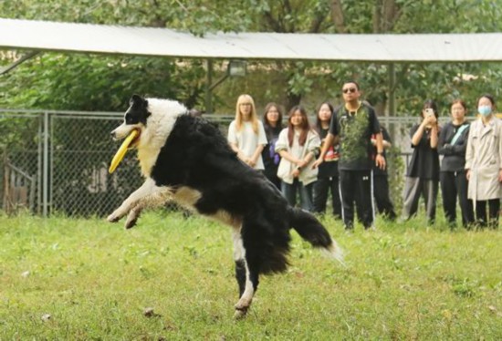 宠物经济爆火背后的人才培养(图1)