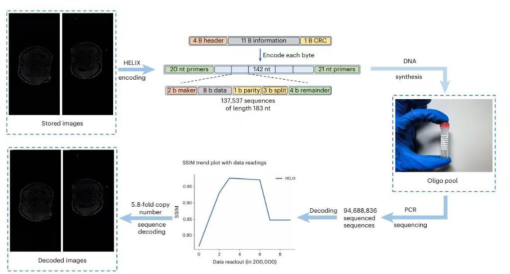60MB生物医学图像存入DNA！我国DNA信息存储技术取得新突破(图2)
