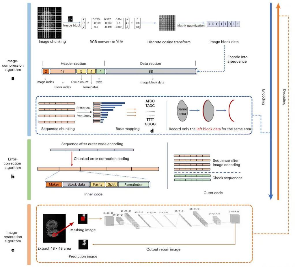 60MB生物医学图像存入DNA！我国DNA信息存储技术取得新突破(图1)