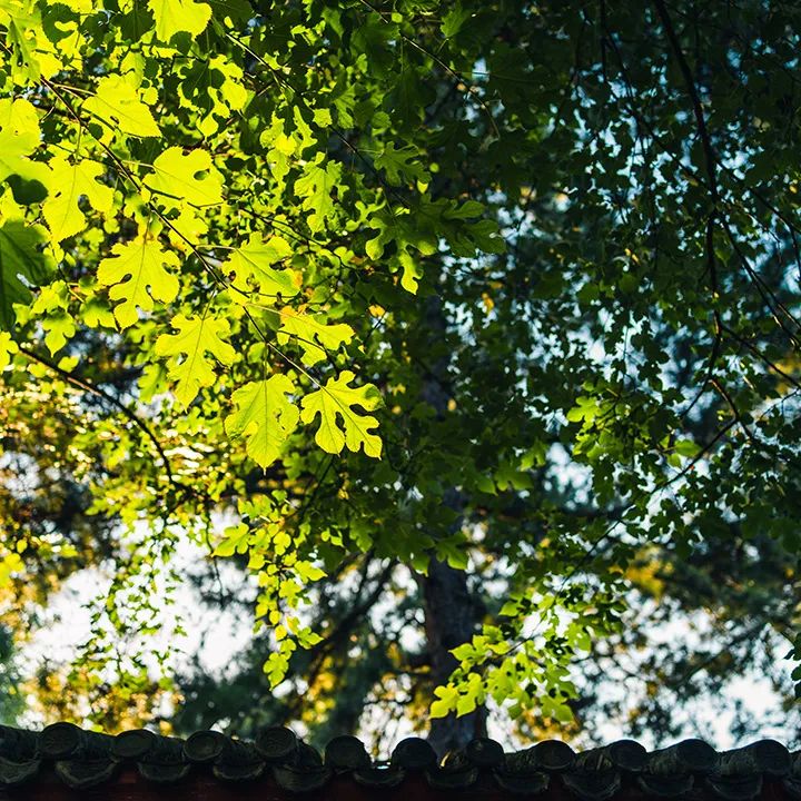 新泰行记在山川与烟火之间(图1)