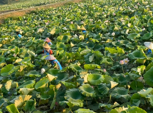郑蒲港新区：书记领办“小项目” 居民幸福“大提升”(图3)