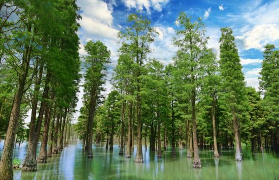 球盟会：联动2025世界赛艇锦标赛 青浦还有这么多好去处(图39)